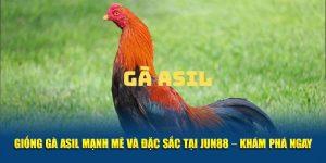 Giới thiệu giống gà Asil - Chiến thần của các loại gà chọi