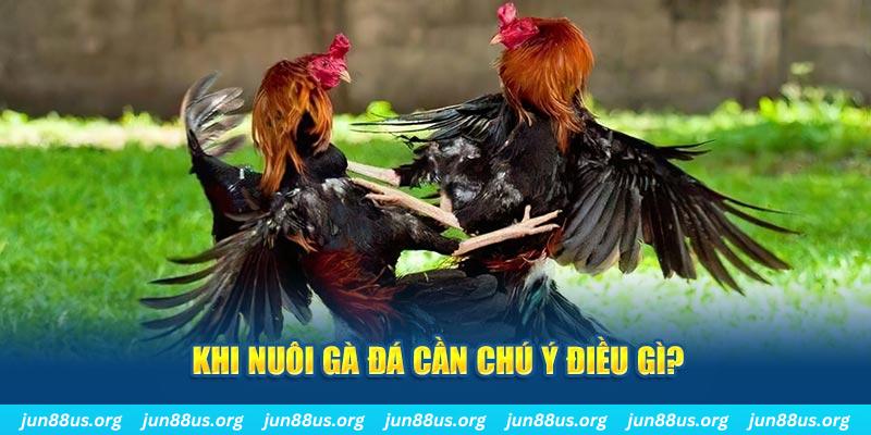Cách Nuôi Gà Đá - Bí Kíp Để Chiến Binh Luôn Mạnh Khoẻ 5 Khi nuôi gà đá cần chú ý điều gì?