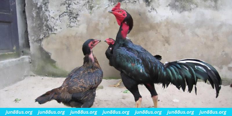 Điểm khác biệt về ngoại hình giữa gà đá và gà thịt