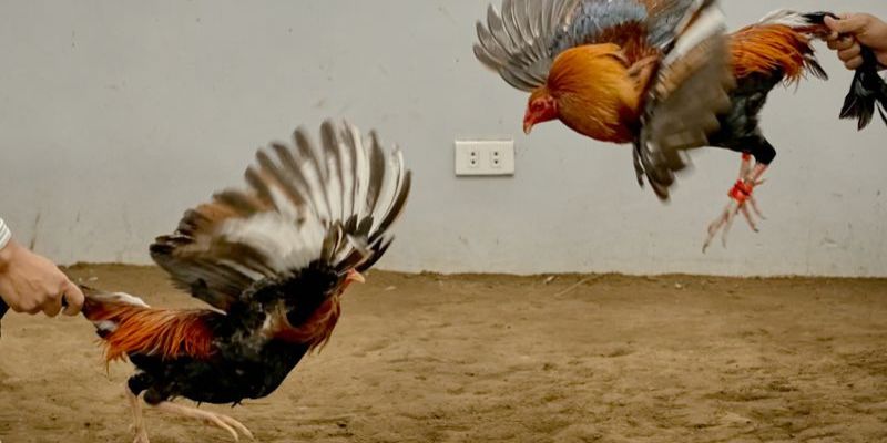 Các thuật ngữ trong đá gàmô tả thể chất và đặc điểm chiến kê