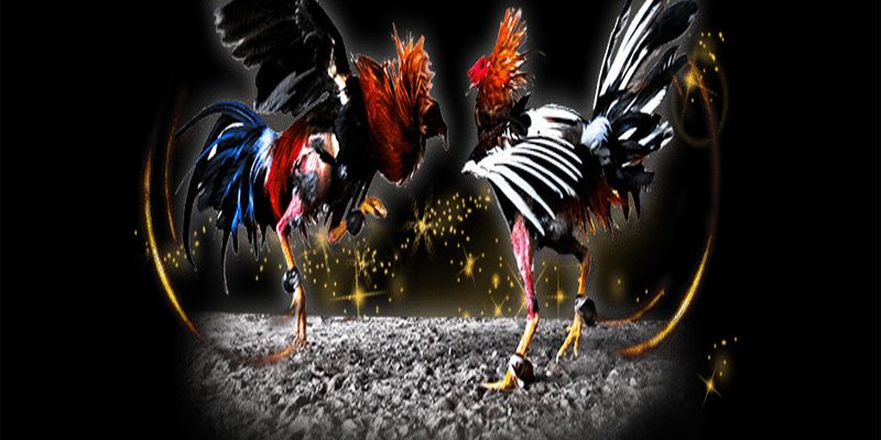 Cách Nuôi Gà Chơi C1 – Bí Quyết Nâng Cấp Chiến Kê Cùng Jun88 5 Các bài tập tăng cơ đùi và lực cổ giúp gà ra đòn chuẩn xác