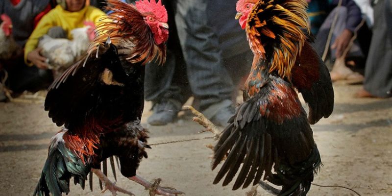 Cách Vần Gà To Tại Jun88 Giúp Gà Sung Sức Và Nặng Ký 6 Thức ăn phục hồi cơ và tăng trọng tự nhiên cần bổ sung