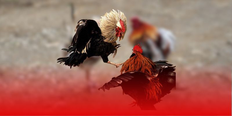 Cách Vần Gà To Tại Jun88 Giúp Gà Sung Sức Và Nặng Ký 4 Cơ chế phát triển cơ bắp tự nhiên của gà