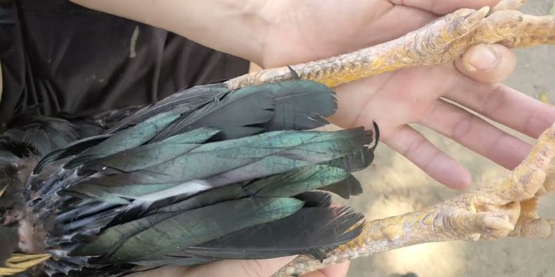 6 Bí kíp kết hợp vảy quý với dáng đứng và ánh mắt chiến kê