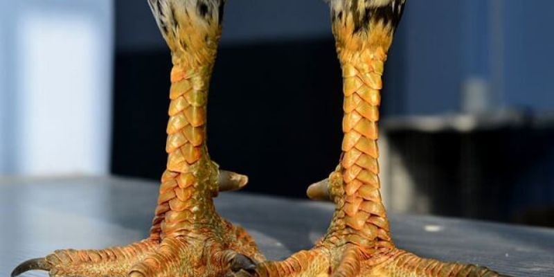 4 Tìm hiểu về cấu tạo và phân loại cơ bản của vảy gà