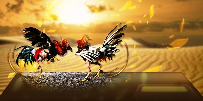 Đá Gà 247 – Xem Trực Tiếp 24/7 Mọi Lúc Mọi Nơi Cùng Jun88