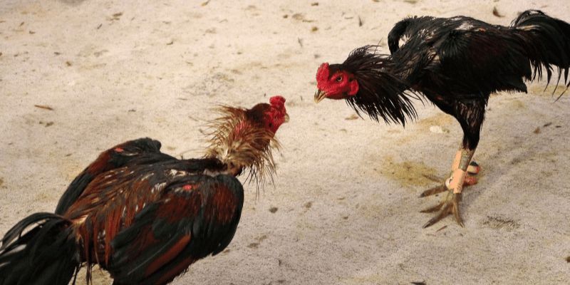 Đá Gà C1 Hôm Nay – Trực Tiếp Full Trận Chất Lượng Tại Jun88