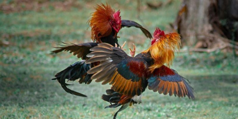 Hướng dẫn cách đọc bảng tỷ lệ kèo và nhận diện kèo