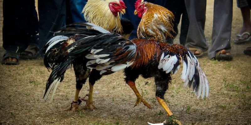 Tổng quan về lịch thi đấu và khu vực tổ chức C2