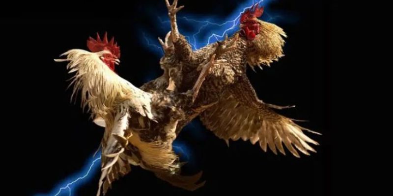 Đá Gà C3 Hôm Nay – Trực Tiếp Full Trận Đỉnh Cao Tại Jun88