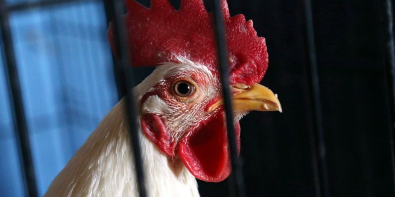 Đá Gà Trực Tiếp C2 – Xem Full Trận Chất Lượng Tại Jun88 5 Đá gà trực tiếp C2 luôn giữ được nhịp độ nhanh