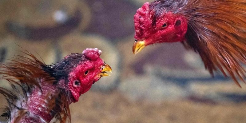 Đá Gà Trực Tiếp C2 – Xem Full Trận Chất Lượng Tại Jun88