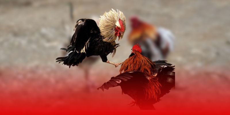 Phân tích chiến kê dựa trên thể lực và kỹ năng