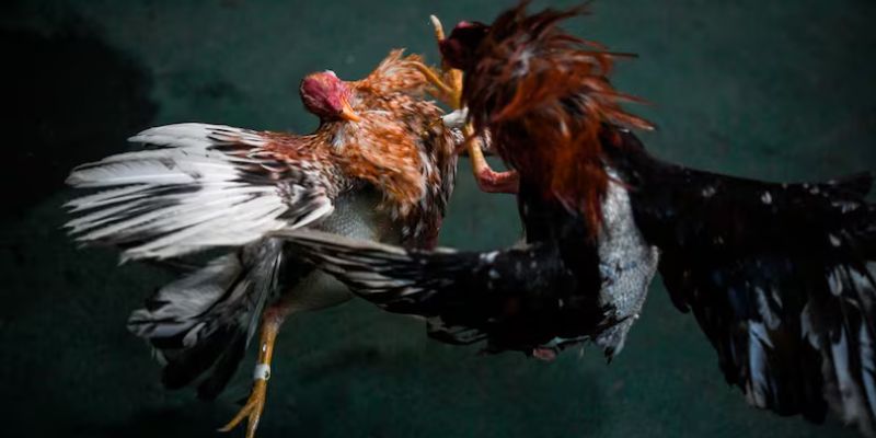 Kèo đặc biệt - Cơ hội kiếm thưởng đa dạng