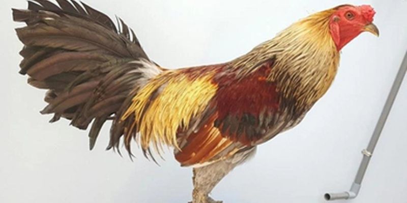 Kinh nghiệm nuôi gà Mỹ xây dựng phản xạ chiến đấu