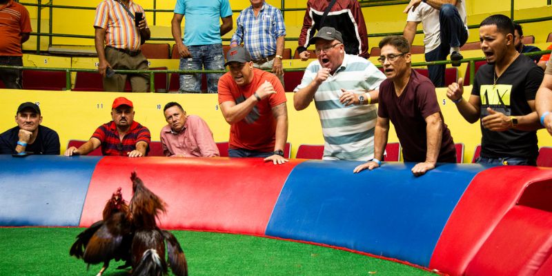 Lịch thi đấu đá gà 88 trực tiếp hôm nay