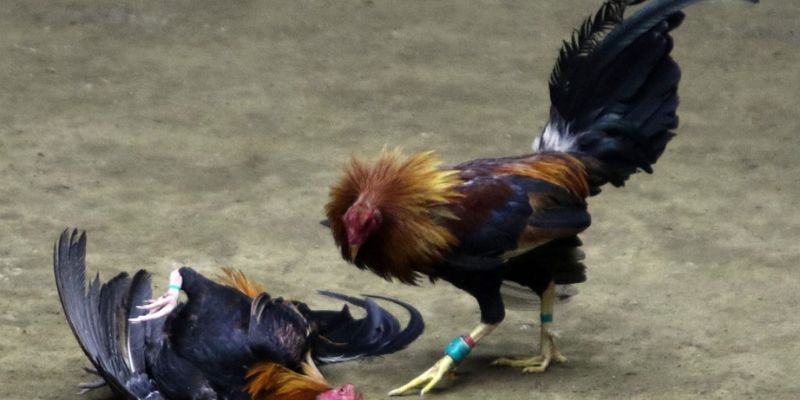 Live đá gà thomo – Trải nghiệm cược trực tiếp đỉnh cao tại Jun88