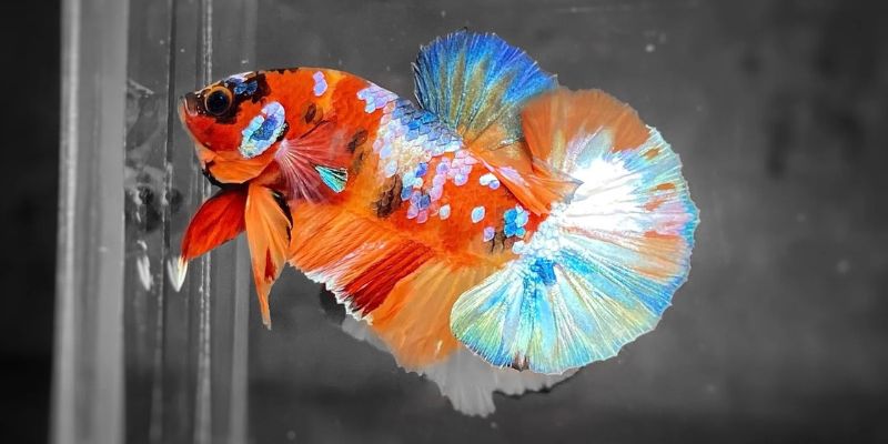 Mơ Thấy Cá Đánh Con Gì – Jun88 Giải Mã Chuẩn 100% 2025