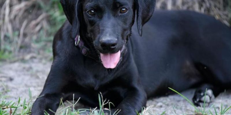 Chiêm bao chó đen cắn chảy máu đầm đìa