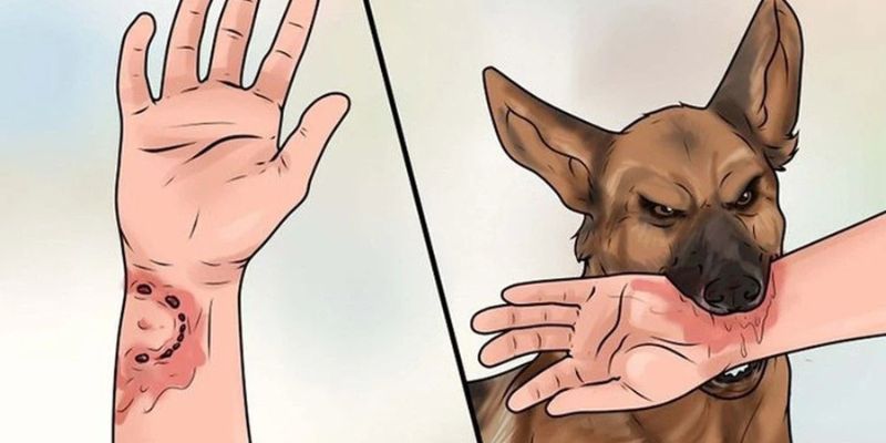 Giải mã Mơ thấy chó cắn tay phải chảy máu thành dòng