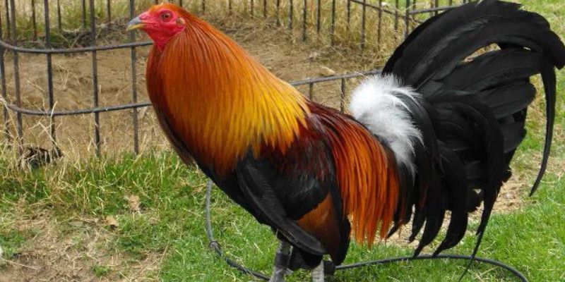 Gà trống gáy trên mái nhà, biểu tượng cho cơ hội và sự tỉnh táo.