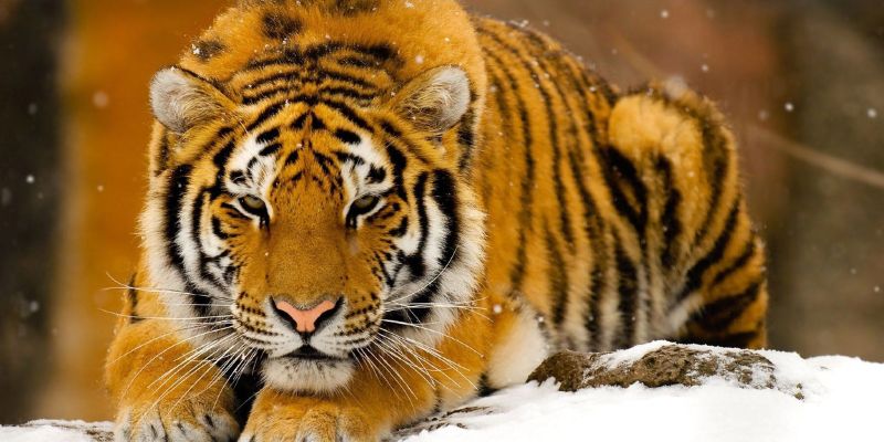 Mơ Thấy Hổ Vàng – Giải Mã Vận Cát, Tài Lộc Cùng Jun88 6 Con số ẩn chứa trong mơ thấy hổ vàng tiết lộ vận may sắp tới.