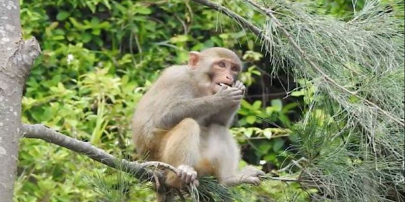 Giải mã mơ thấy khỉ đang leo cây