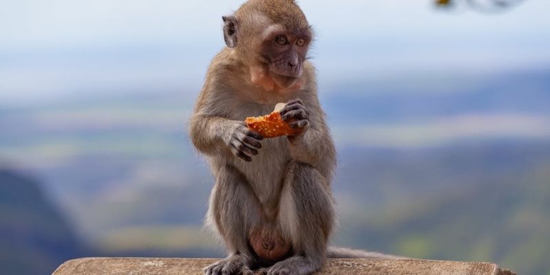 Ý nghĩa tâm linh khi mơ thấy khỉ về biểu tượng tinh thần và trí tuệ