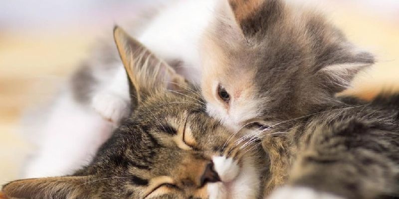 Mèo tam thể nằm trên đống tiền vàng báo hiệu tài lộc cực mạnh