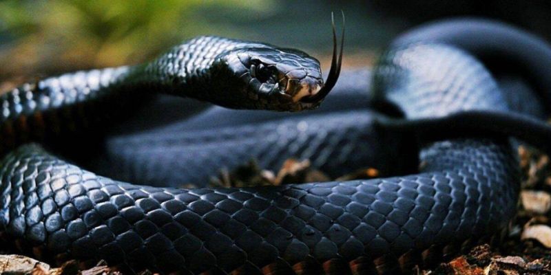 Mơ Thấy Trăn Hé Lộ Bí Ẩn Cuộc Sống Và Vận May Bất Ngờ