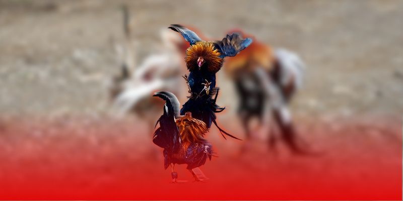 Bí quyết đặt cược cập nhật tỷ lệ cược thời gian thực