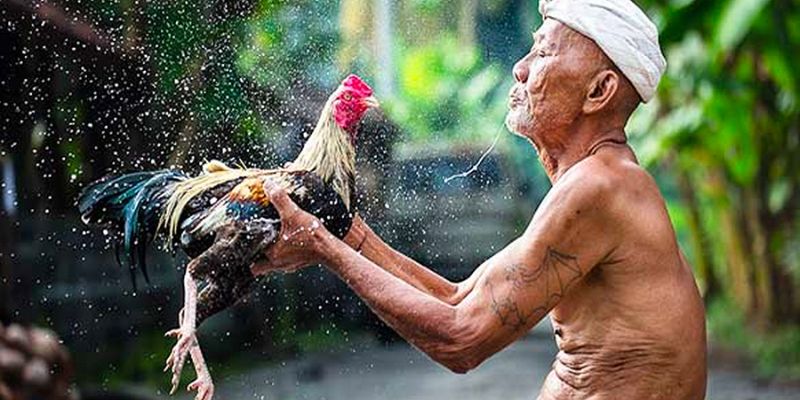 Đặc điểm top 5 gà đá cựa sắt hiếm gặp về tốc độ ra đòn