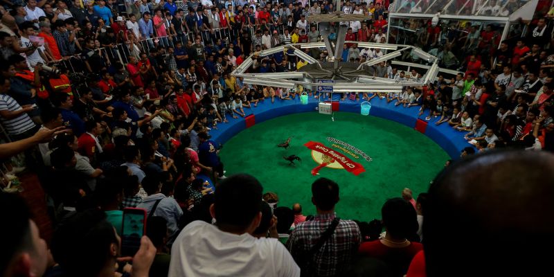 Trường kê Philippines đang phát sóng trực tiếp